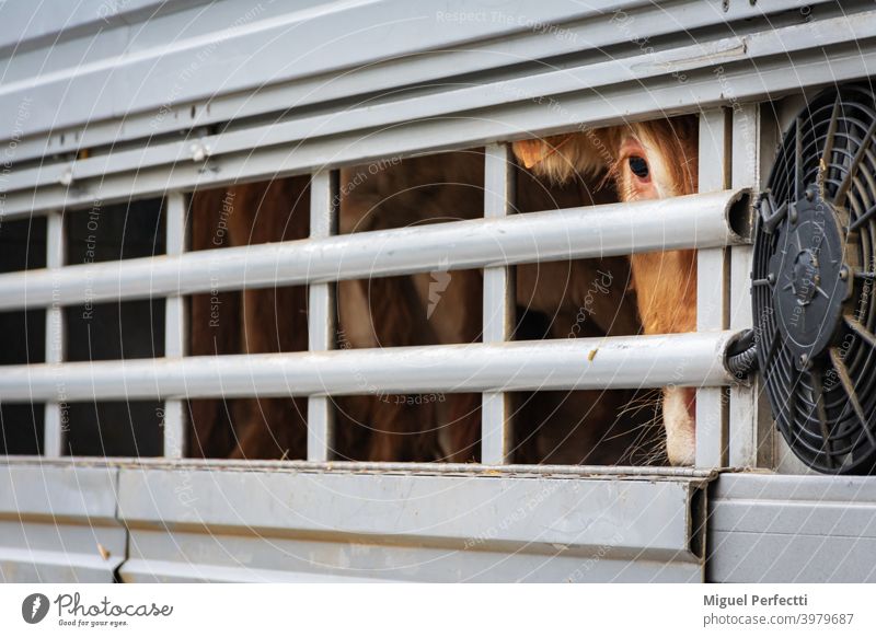 Kalbfleisch, das aus den Belüftungsfenstern eines Viehtransporters herausschaut. Käfig Lastwagen Tier Verkehr Kuh Viehbestand Auge braun Fleischindustrie
