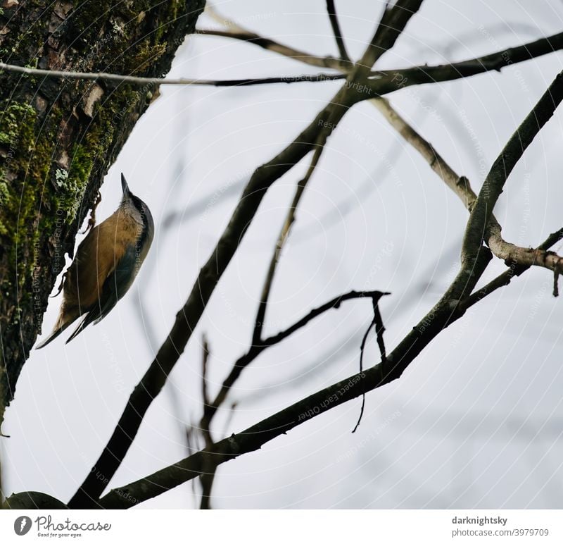 Kleiber an einem Baumstamm nach Nahrung suchend Vogel Winter Klettern Vogelavifauna Sitta europaea Salix Bruchweide Tierwelt kletternder Spechtmeise