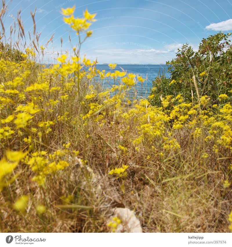 stella mare Umwelt Natur Landschaft Pflanze Tier Luft Wasser Horizont Gras Sträucher Blatt Blüte Grünpflanze Küste Meer Blühend gelb Adria Sommer Kroatien