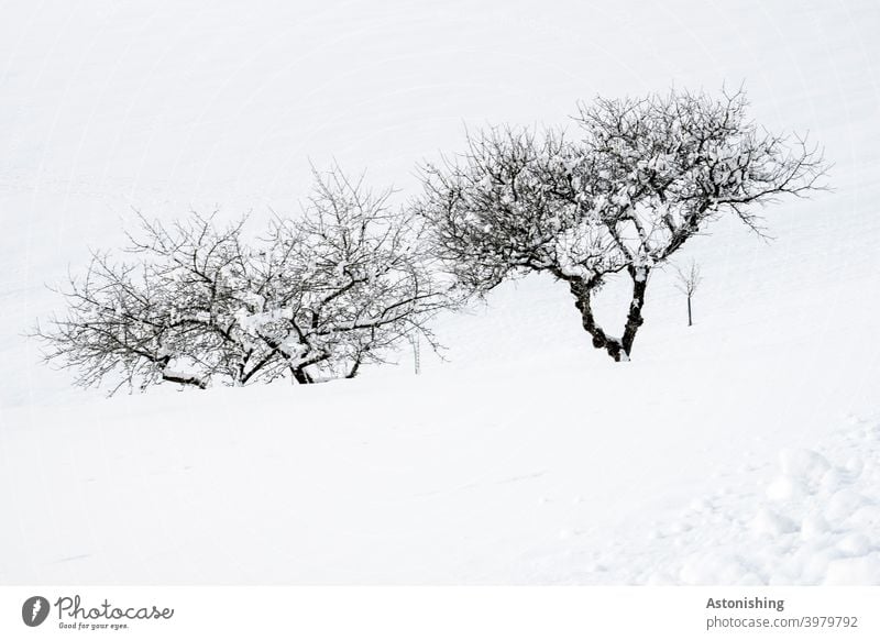 Bäume im Schnee Apfelbaum Winter Zweige Baumstamm Äste Rinde Landschaft Natur Jahreszeit weiß schwarz Außenaufnahme Zweige u. Äste Menschenleer Umwelt Pflanze