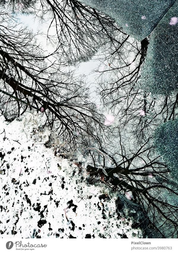 Spiegelung in einer Pfütze Bäume Wald Natur Menschenleer Winter Außenaufnahme Schnee kalt Winterwald Baum Frost Wintertag Spiegelung im Wasser Winterstimmung