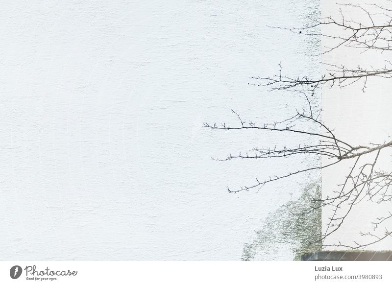 Winter, karg: kahle Äste vor einer weißen Hauswand mit Patina/Moos, klare Kante Fassade streng Form blass kalt Baum Außenaufnahme Menschenleer Zweige u. Äste