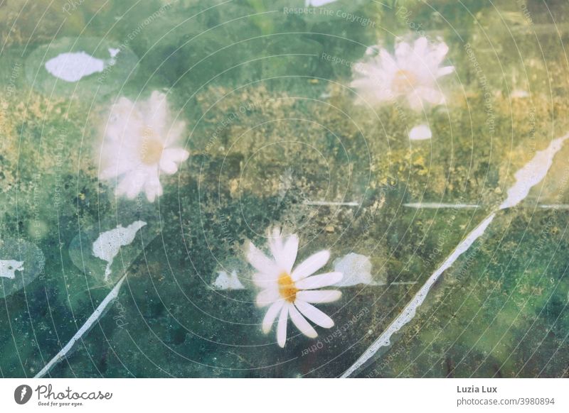 Warten auf den Frühling: Margeritenbäumchen blühen schon im Gewächshaus, fotografiert durch die teils beschlagenen, teils vereisten Scheiben Glasscheibe Eis