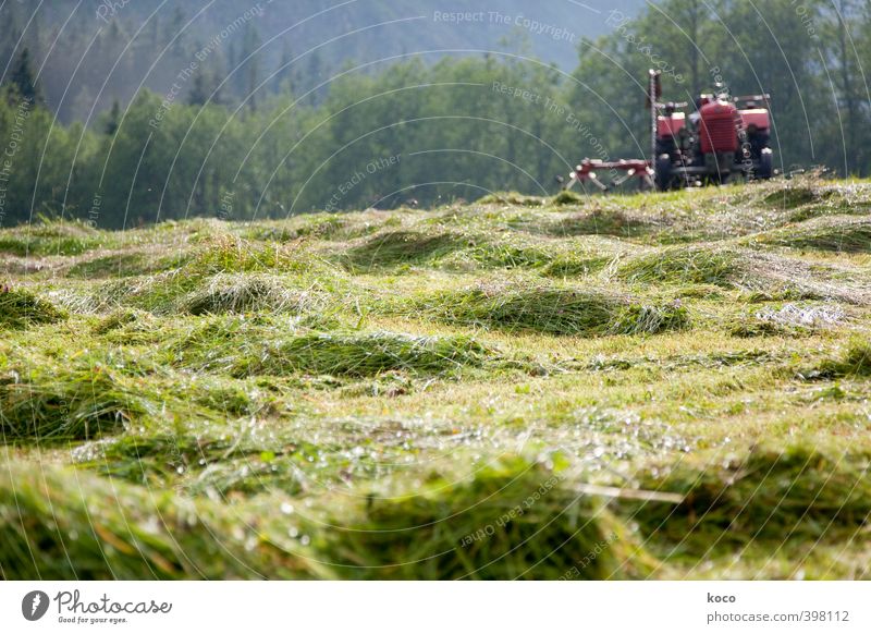 Heu machen Tourismus Sommer Sommerurlaub Wirtschaft Landwirtschaft Forstwirtschaft Bauernhof Umwelt Natur Landschaft Schönes Wetter Wärme Gras Grünpflanze