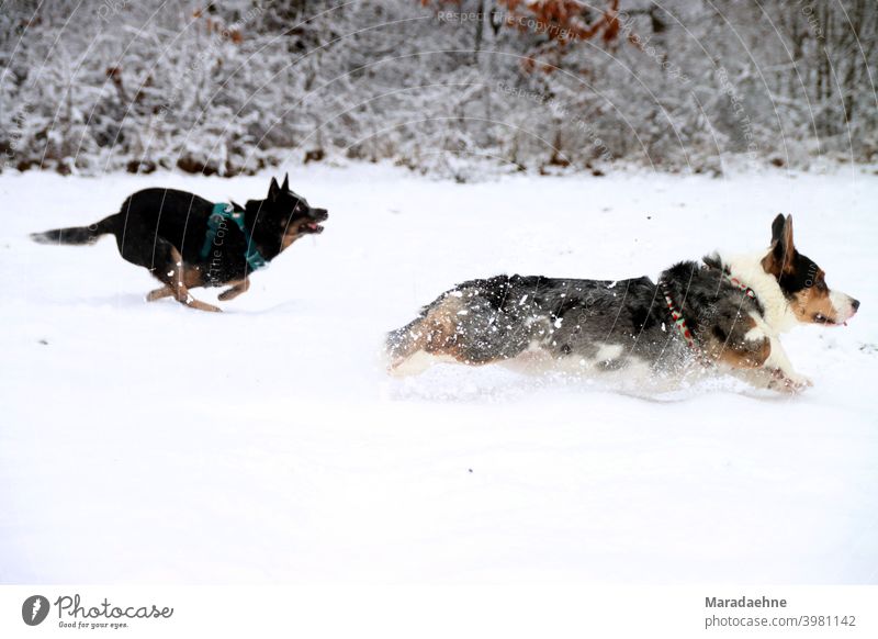 Hunderennen im Schnee Australian Cattle Dog corgi Welsh Corgi Welsh Corgi Strickjacke Rennen Verfolgung Kopf an Kopf züchten Außenaufnahme Reinrassig Rassehund