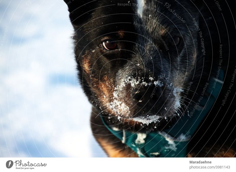 Potrait von einem Australian Cattle Dog im Schnee Hund Porträt Tier Farbfoto Haustier Außenaufnahme Natur Reinrassig Rassehund Säugetier Gesicht weiß Blick