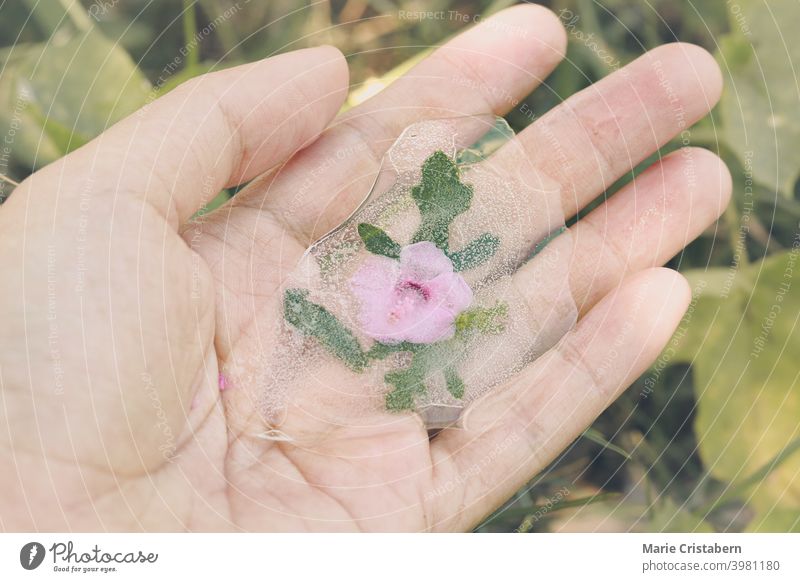 Hand hält Blume in schmelzendem Eiszapfen gefangen Konzept tauendes Eis globale Erwärmung Klimawandel saisonale Verschiebung Saisonwechsel Frühling
