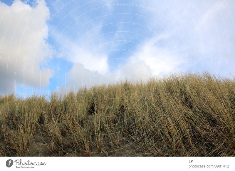 Gras im Wind und blauer Himmel mit Wolken Ferien & Urlaub & Reisen Windstille Pause Erholung Brise Küste Strand Düne Stranddüne sitzen Menschenleer