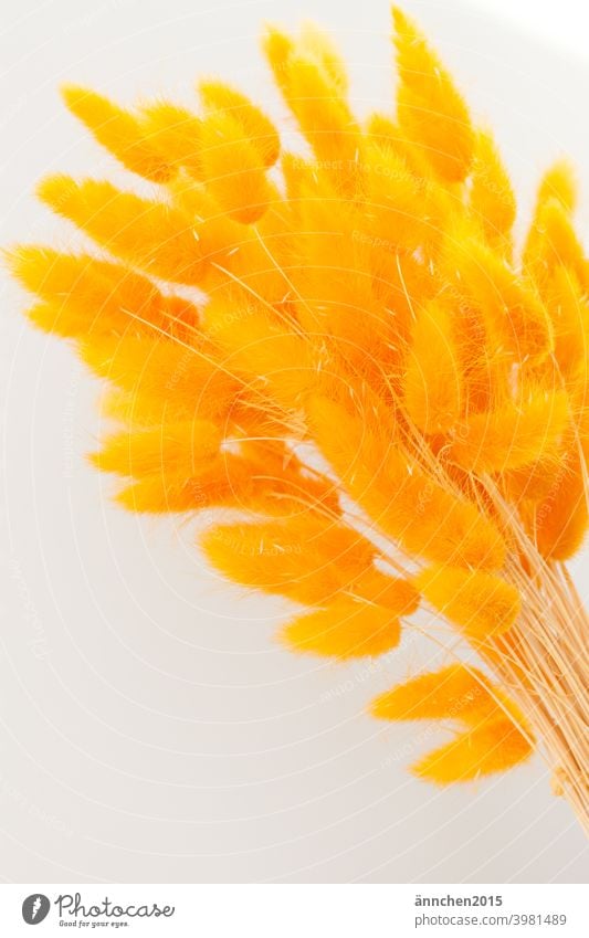 Ein Strauß gelber Trockenblumen Sommer Frühling ostern Ostern Farbfoto Dekoration & Verzierung Blüte Feste & Feiern Natur Stil trocknen haltbar Blumenstrauß