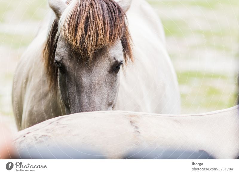 Porträt von Pferdeplanen auf der Außenseite Tier Tiere Hintergrund schön Schönheit züchten caballus Nahaufnahme Farbe Erhaltung niedlich Reiterin pferdeähnlich
