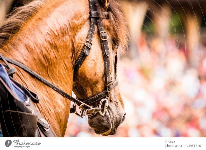 Porträt eines Pferdes auf der Außenseite Blick niemand Erwachsener Tier Hintergrund schön Schönheit braun Nahaufnahme Farbe niedlich Reiterin pferdeähnlich Auge