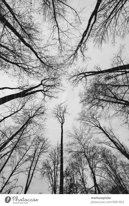 Wald Baumspitze Weitwinkel Lebensalter Axt Hintergrund Brandwunde Bauholz Aushärten geschnitten trocknen Energie Feuer Brennholz Forstwirtschaft Hartholz Haufen