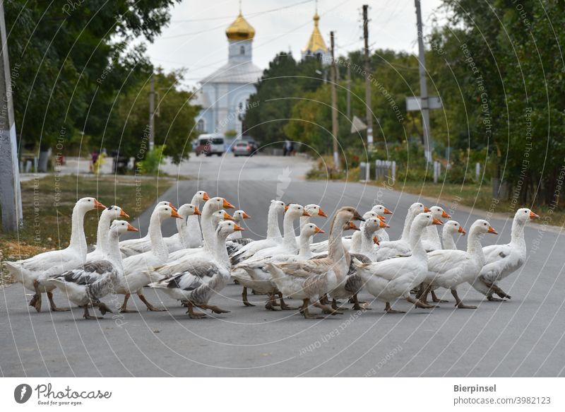 Gänse überqueren die Dorfstraße in Besalma (Republik Moldau/autonomes Gebiet Gagausien) Moldawien Gans Tier Straße Gänsemarsch Kirche golden Zwiebeldach
