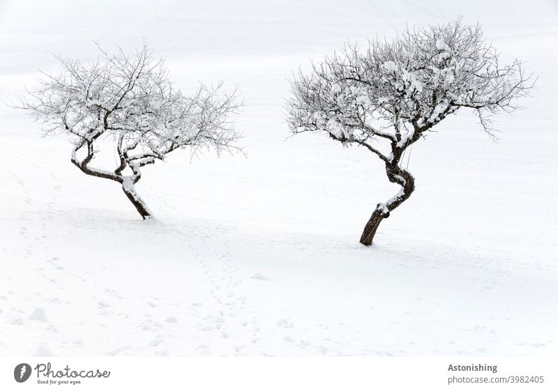 zwei eingeschneite Bäume beäugen sich skeptisch 2 Natur Winter Landschaft Kurve Baum Schnee weiß Baumkrone Zweige Äste Hügel Winterlandschaft Schneedecke Spur