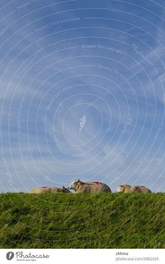 Schafe auf Deich Damm Himmel schleierwolken dösen ausruhen Wiese Gras drei Horizont Landschaft Hochwasserschutz Niederlande Küste Wolle Nutztier Schafherde