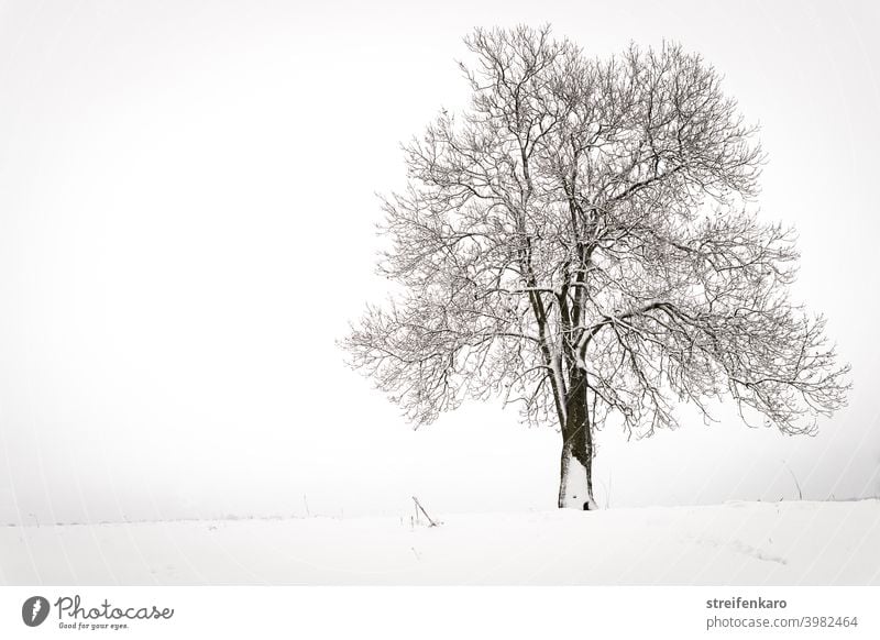Einsamer kahler Baum auf verschneitem Feld Schnee Winter kalt Außenaufnahme weiß Menschenleer grau Landschaft Natur Farbfoto Tag ruhig Nebel Frost
