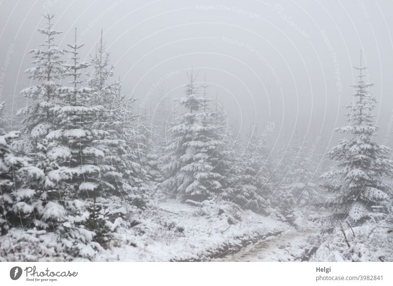 Tannenschonung im Schnee mit dichtem Nebel Baum Winter Winterstimmung Weg undurchsichtig Nebelstimmung Nebelwald Tannenbaum verschneit nebelig kalt Kälte