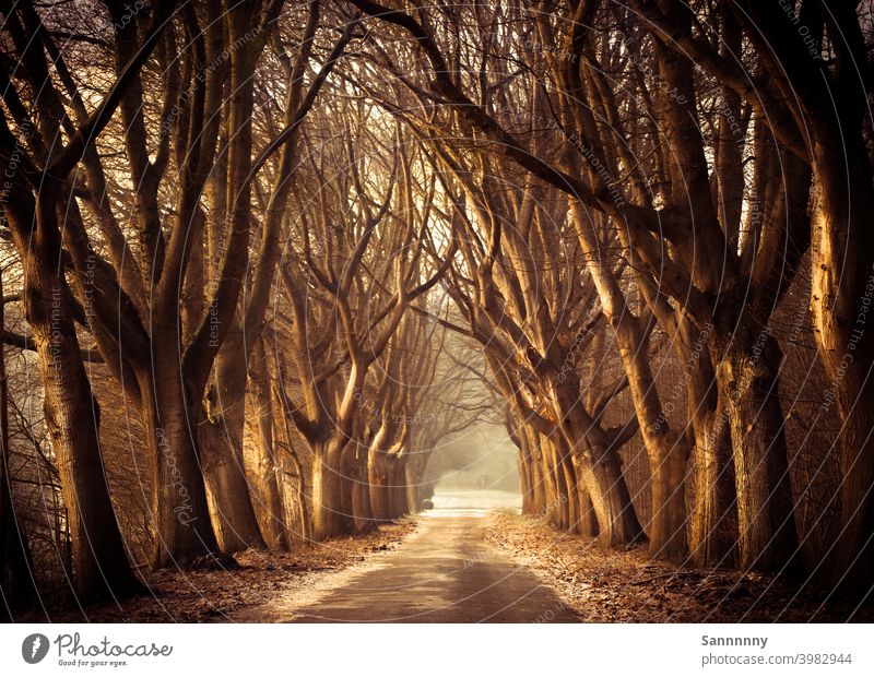 Morgendliche Winterstimmung auf einer Allee Esterwegen Wald Baum gold Sonnenlicht ruhen Spaziergang Stimmung Gemälde gemäldeartig mystisch Natur