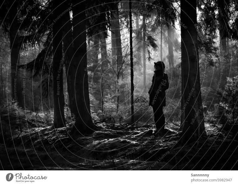 Lichtstimmung im Wald Stimmung Sonnenlicht Spaziergang Atmosphäre Natur Schwarzweißfoto ruhen Einsamkeit genießen Baum