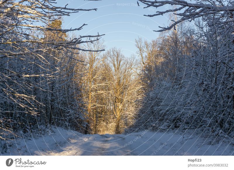 Verschneide Winterlandschaft weiß Landschaft Natur Nahaufnahme ländlich Feld Ackerland Schnee Sonne Sonnenschein Abendsonne kalt Himmel Baum Frost Außenaufnahme