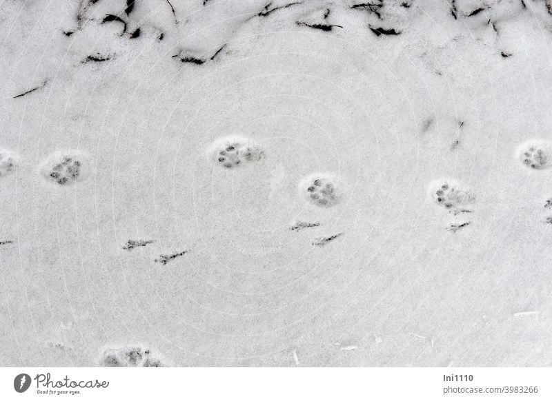 Vogel- und Katzenspuren im Schnee Winter Abdrücke Spuren leichter Schneefall Fußabdrücke Tiere Natur kalt Schneespur verschneiter Weg Blätter