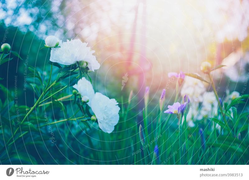 weiße Pfingstrosen blühen im Sommergarten, kalt getöntes Foto mit selektivem Fokus Blume Natur Pflanze im Freien rosa Frühling Blütezeit Garten Wachstum schön