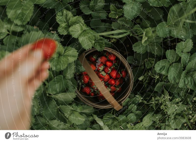 Erdbeeren erdbeeren rot Früchte Frucht Kommissionierung Ernte Garten Sommer organisch Gesundheit Lebensmittel wüst keine Verschwendung frisch Beeren Natur