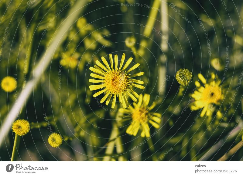 gelbe limbarda Blumen aus der Nähe gesehen Limbarda crithmoides Farben Saum golden Gänseblümchen Wales Natur grün Schönheit Makro geblümt Blütenblatt hell