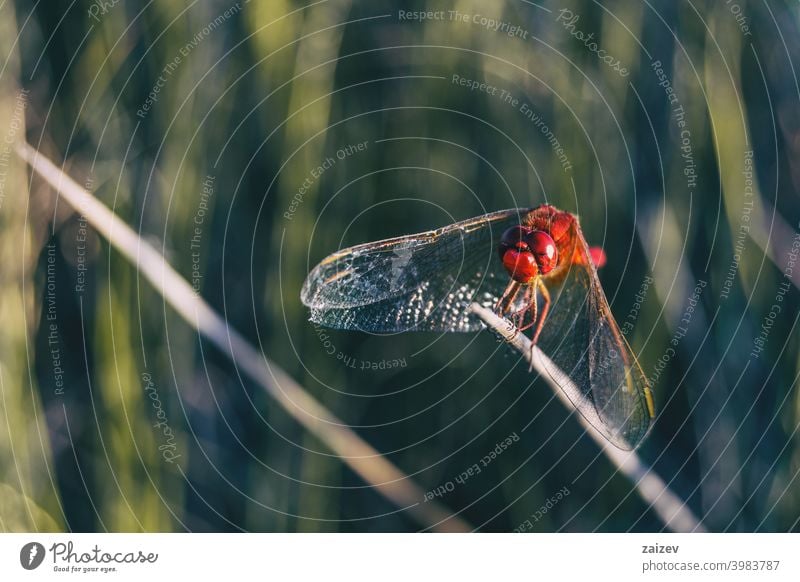 rote Libelle aus der Nähe gesehen in einem Feld an einem sonnigen Tag. horizontal friedlich Raubtier Ruhe Auge Leben fliegen zerbrechlich schlank Biologie