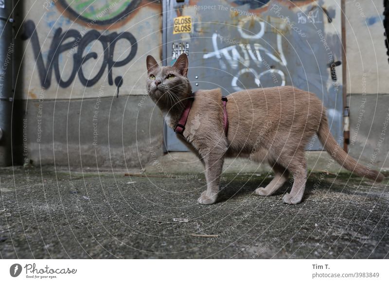 Katze im Hinterhof Berlin Prenzlauer Berg freilaufend Menschenleer Stadt Altstadt Farbfoto Cat Tag Außenaufnahme Altbau Hof