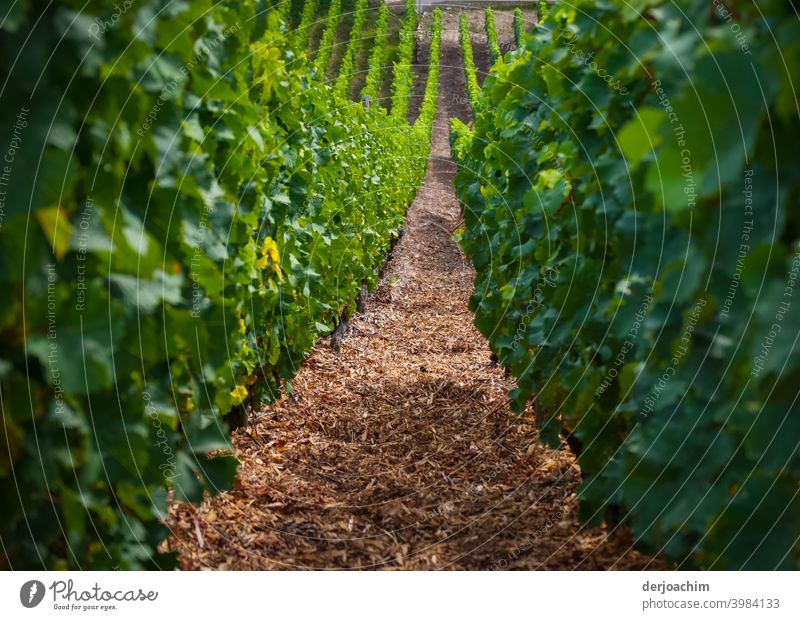 Der Weg zwischen den Rebstöcken, geht leicht nach unten. Nicht in den Himmel.... Weinstöcke Landschaft Natur Farbfoto Umwelt Außenaufnahme Pflanze grün