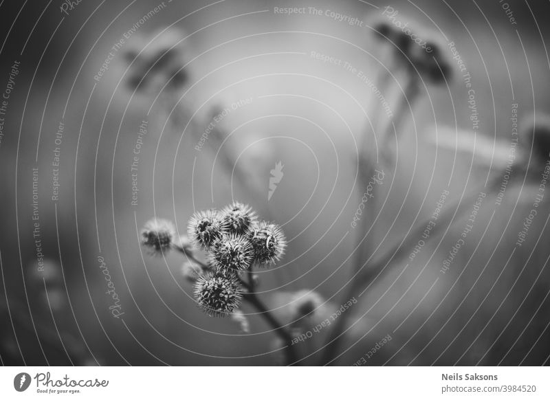 Stachelige Kletten-Samenkörbchen in Nahaufnahme im Winter Hintergrund schön beige Biografie schwarz Blütezeit braun abschließen Cloud kalt Farbe Gericht