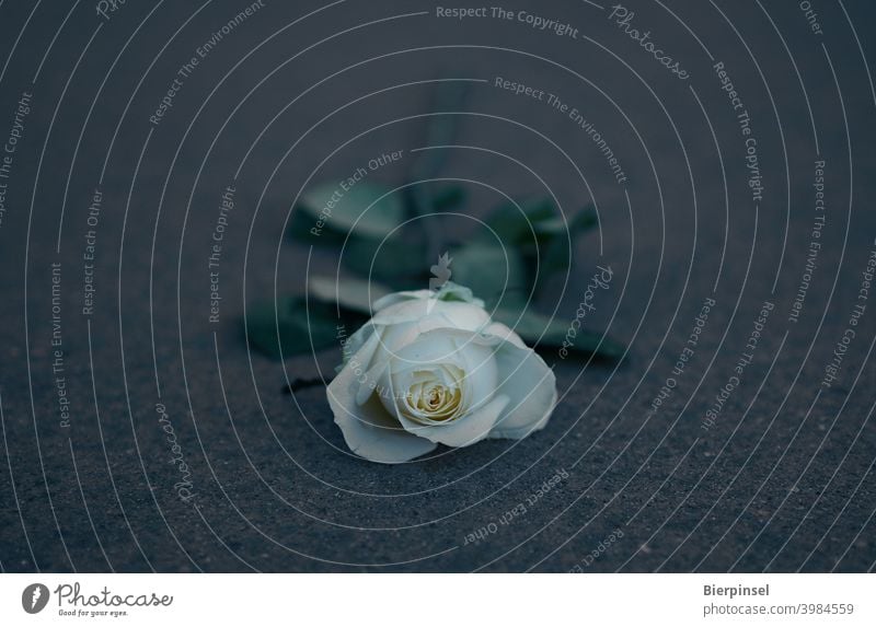 Weiße Rose zum Gedenken an die Holocaust-Opfer auf einer Stele des Holocaust-Mahnmals in Berlin Holocaust-Gedenktag Blume weiß Erinnerung Judenvernichtung