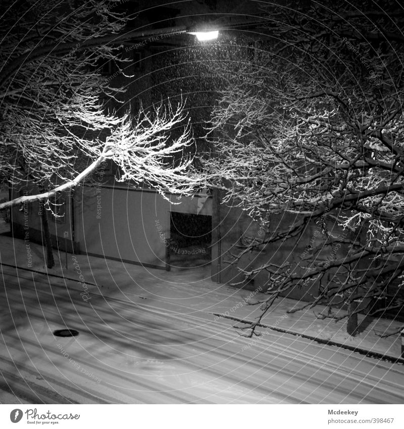 Summersnow Umwelt Pflanze Wasser Winter schlechtes Wetter Schnee Schneefall Baum Grünpflanze fallen fliegen kalt nass natürlich wild grau schwarz weiß Ast