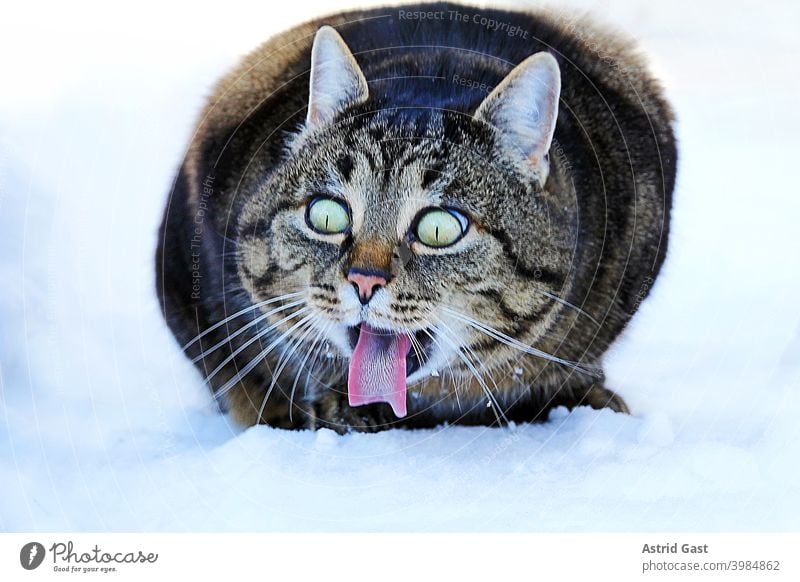 Lustiges Foto von einer Katze die im Schnee mit komischem Blick die Zunge herausstreckt katze zunge lecken schlecken herausstrecken gesicht augen winter schnee