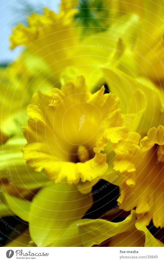 Osterglocken-Details Blumenstrauß gelb Blüte Detailaufnahme Nahaufnahme Detailansicht Makroaufnahme