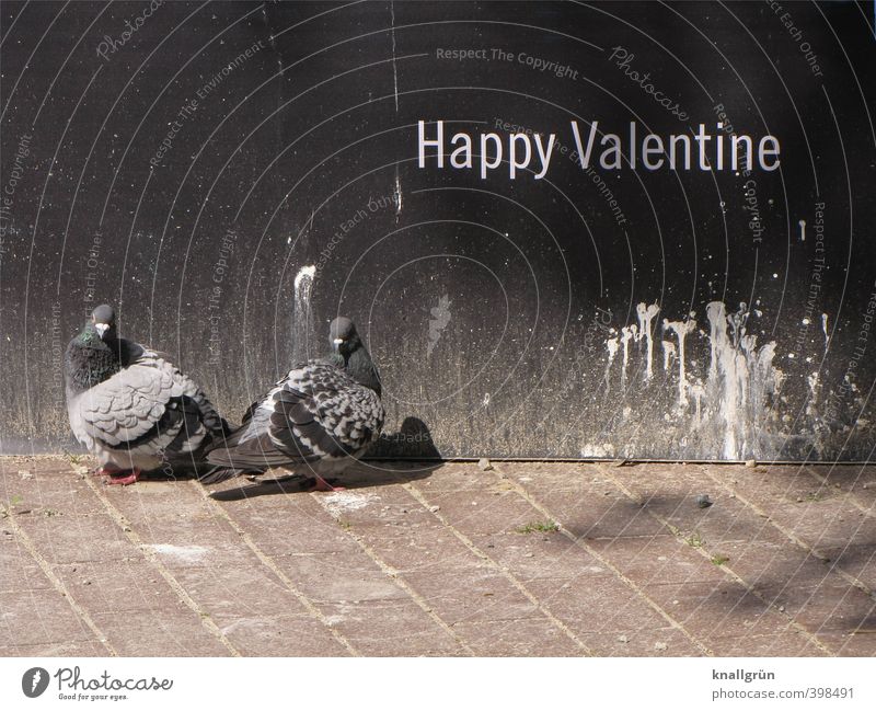 Happy Valentine Mauer Wand Tier Wildtier Vogel Taube 2 Tierpaar Schriftzeichen Brunft beobachten Blick stehen warten dreckig Zusammensein Stadt braun grau