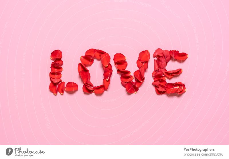 Liebe Wort aus Rosenblättern auf rosa Hintergrund. Valentinstag Konzept obere Ansicht Zuneigung Jahrestag Ordnung Blüte Pflege Feier kreatives Layout