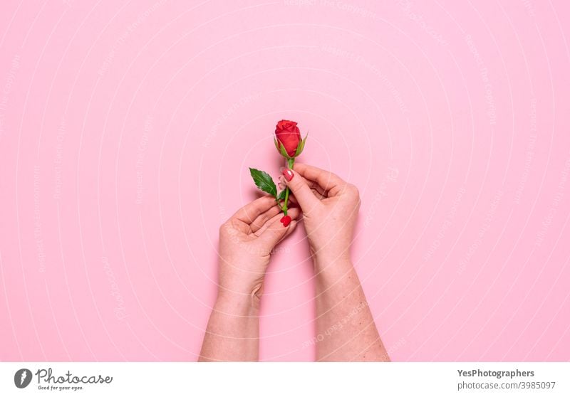Rote Rose in Frau Händen, Ansicht von oben. Muttertag Feier Konzept obere Ansicht Zuneigung Jahrestag Schönheit Blüte Pflege ausschneiden filigran feminin