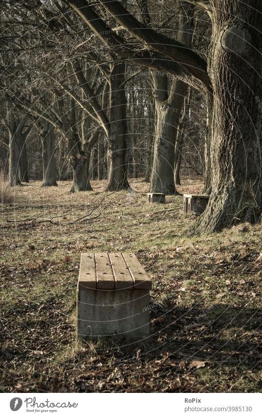Einsame Bänke in einem Park. Parklandschaft Landschaft England Weg pfad Eichen Allee Feldweg Natur Frühling Jahreszeit Witterung landscape Rasen Wiese Weide