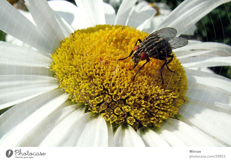eine stubenfliege findet auch was..... Tier Insekt Blüte Blume Sommer fliegen Biene