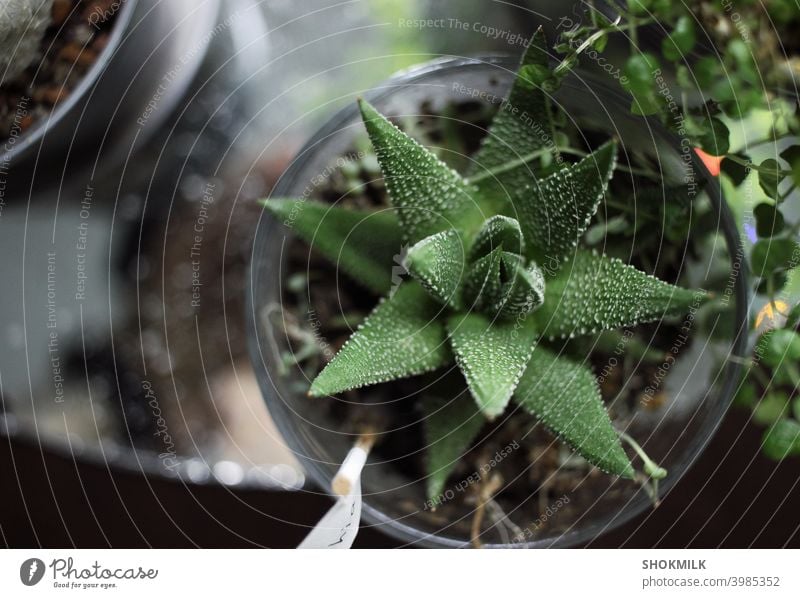 haworthia sukkulente Pflanze in einem Glastopf auf einer Spiegelfläche, umgeben von anderen Pflanzen Sukkulente Kaktus organisch Topfpflanze Gartenarbeit Dekor