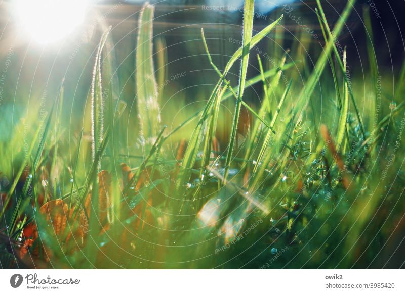 Feuchtwiese Wiese Gras Detailaufnahme Menschenleer Wachstum Makroaufnahme Sonnenlicht Froschperspektive natürlich Schönes Wetter geheimnisvoll Idylle Sommer
