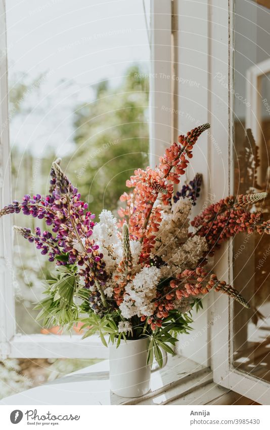 Sommerblumen Lupinen Vase Blume geblümt Blumenstrauß Fenster Morgen Sonnenlicht frisch Air Scheune Bauernhof Land