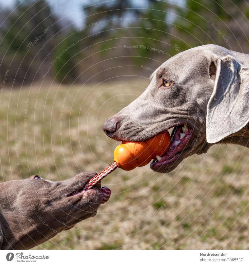 Zwei Weimaraner Jagdhunde streiten um ein Spielzeug weimaraner welpe vorsteherhund rüde haustier hübsch jagdhund portrait reinrassig zwei gras jung freudig