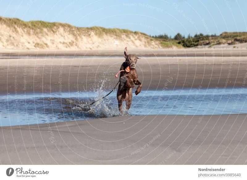 Junger Weimaraner Jagdhund tobt und spielt am Strand strand ostsee weimaraner jagdhund vorstehhund wasser nordsee baden urlaub schwimmen lernen erkunden wellen