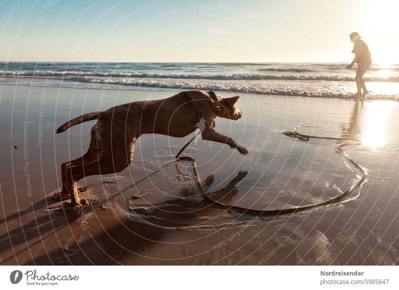 Junger Weimaraner Jagdhund tobt und spielt am Strand strand ostsee weimaraner jagdhund vorstehhund wasser nordsee baden frauchen mensch urlaub schwimmen lernen