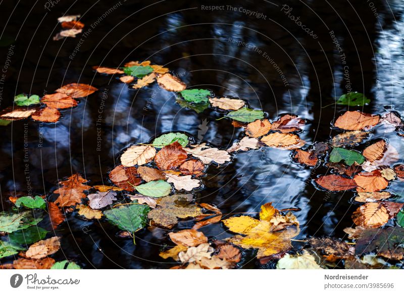 Buntes Herbstlaub auf einer Wasserfläche Laub See Bach Laubfall Blatt Blätter Stillleben Weiher Teich Gewässer bunt Herbstfarben Farbe Park Spiegelung Stille