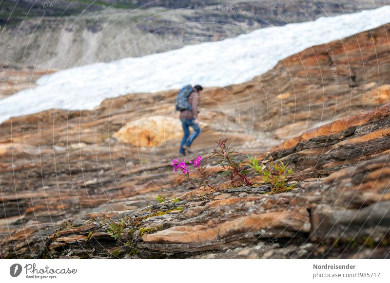 Waldweidenröschen am Weg zum Svartisen-Gletscher in Norwegen Wandern Frau Wanderer Gebirge Eis Felsen Stein Blume karg aktiv Wanderurlaub Aktivurlaub Rucksack