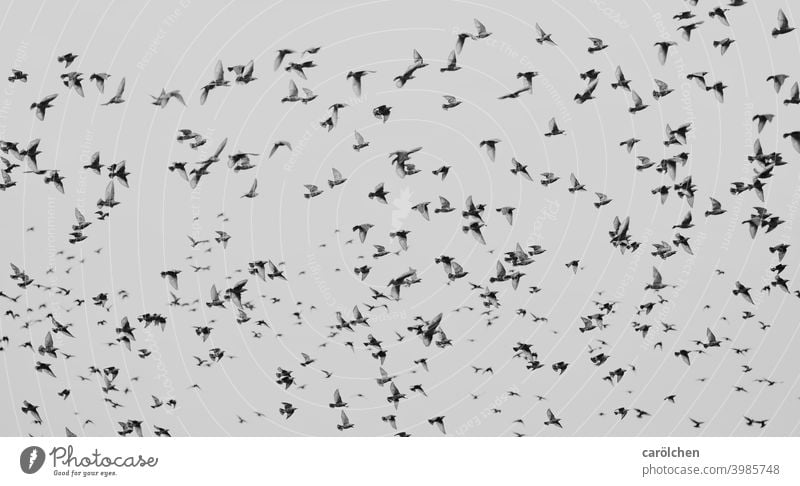 Vogelschwarm Staren viele Vögel Schwarm Schwarzweißfoto Schwarmintelligenz Schwarmverhalten fliegen
